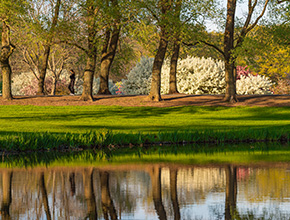 Trees next to a pond. Links to Gifts of Assets