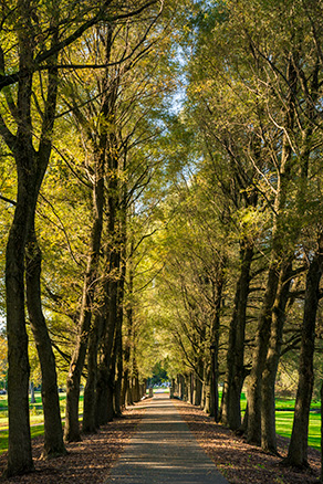 A walking path surrounded by trees